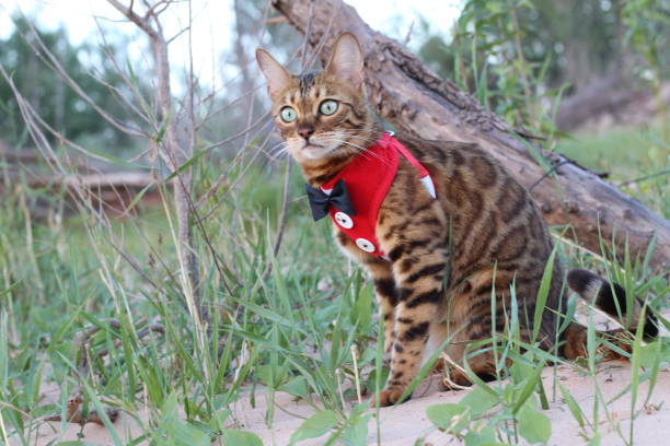 istock Fashionable animal dressed to impress 1159379034