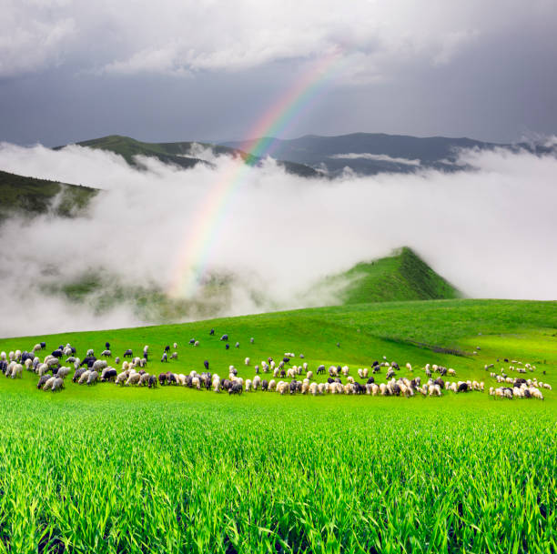 Transhumance of sheep in the mountains