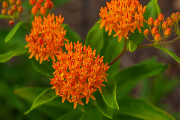 istock several blossoms of the orange butterfly weed 1159380602