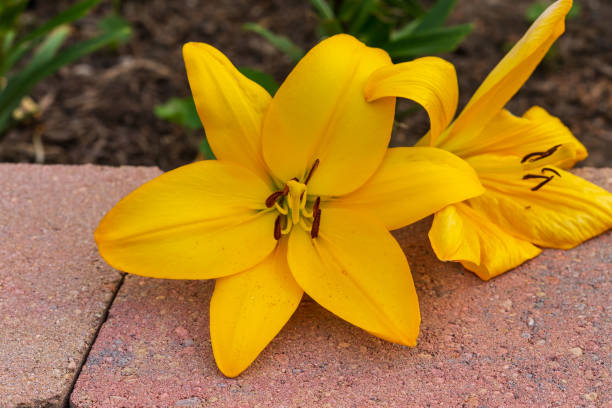 istock yellow lily got knocked down but still bloomed 1159381393