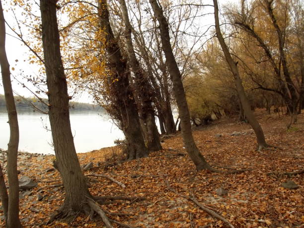 istock Woods by the shore of the Danube 1159381985