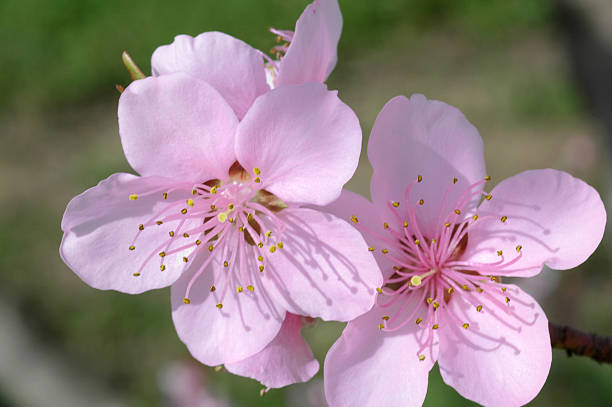 In spring, the plum trees bloom, Peach blossoms in bloom