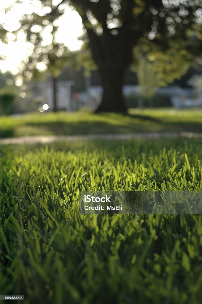 Sunlit lawn  Grass Stock Photo