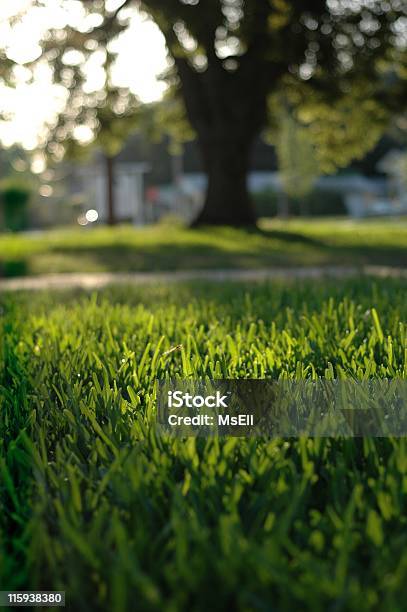 Sunlit Lawn Stock Photo - Download Image Now - Grass, Environmental Conservation, Florida - US State
