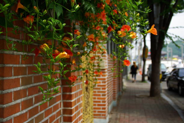 istock Wherever there is a flower, it is beautiful. 1159384016
