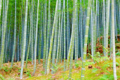Green bamboo forest in Japan - Arashiyama near Kyoto.