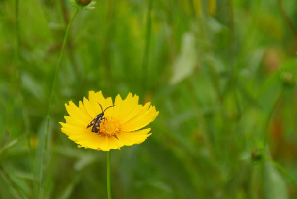 istock Wherever there is a flower, it is beautiful. 1159384505