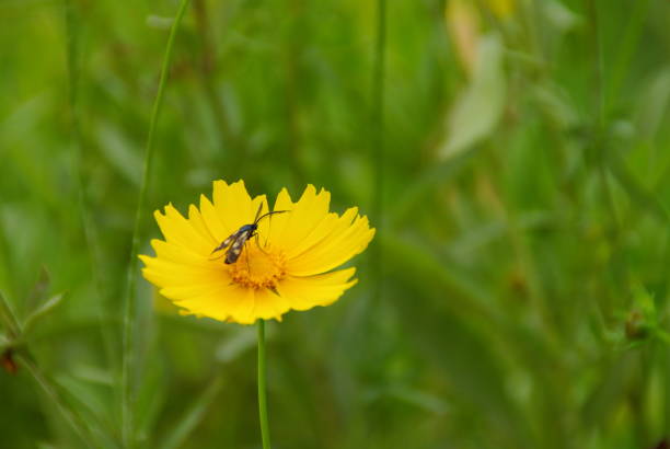 istock Wherever there is a flower, it is beautiful. 1159384509