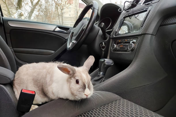 istock White gray rabbit in the car. Climbs on the passenger seat 1159384669