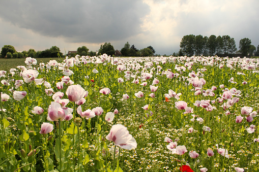 wonderful large field with flowering poppies in zeeland, holland and a stormy sky in the background in springtime