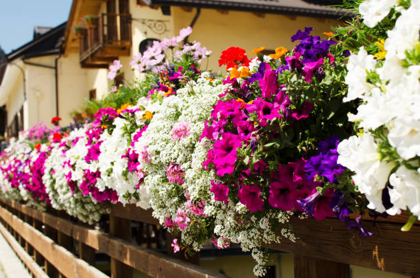 istock Wooden bridge with multicolor flowers 1159385775