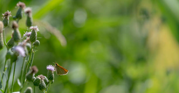 Little butterfly sits on a blossom in front of green blurred background Little butterfly sits on a blossom in front of green blurred background with copy space berühren stock pictures, royalty-free photos & images