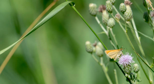 Little butterfly sits on a blossom in front of green blurred background Little butterfly sits on a blossom in front of green blurred background with copy space berühren stock pictures, royalty-free photos & images