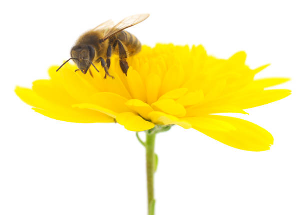 istock Honeybee and yellow flower 1159387020