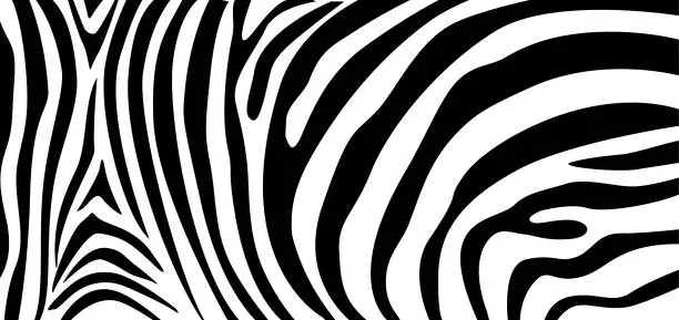 Vector illustration of Zebra pattern texture repeating. Simple pattern, black line for textile design fabric.
