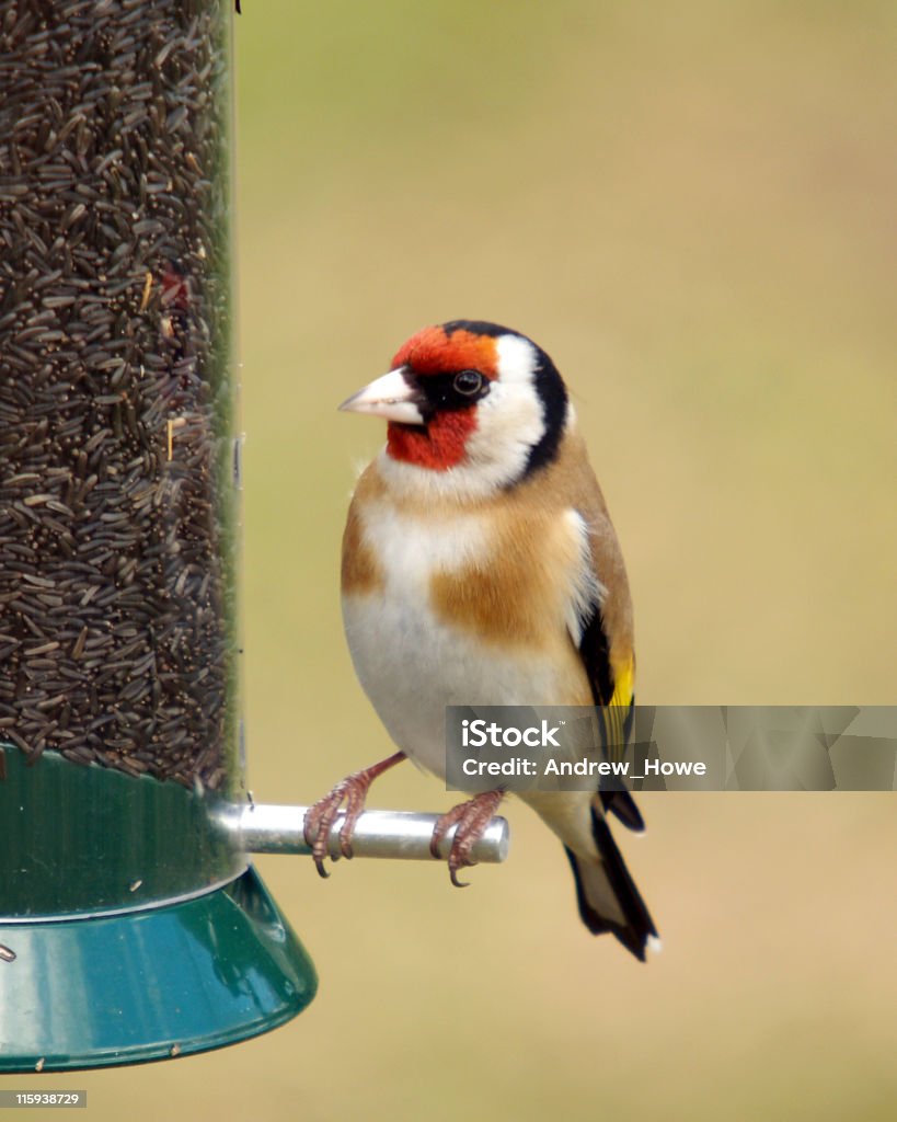 Pintassilgo, carduelis carduelis) - - Royalty-free Ao Ar Livre Foto de stock