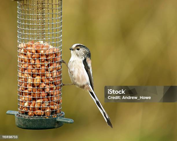 エナガaegithalos Caudatus - イギリスのストックフォトや画像を多数ご用意 - イギリス, エナガ, カラー画像