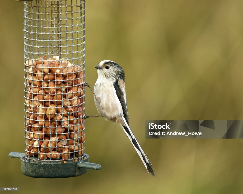 Chapim-Rabilongo (Aegithalos caudatus) - Royalty-free Ave canora Foto de stock