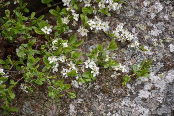 istock Blackthorn flowers on a twig 1159389087