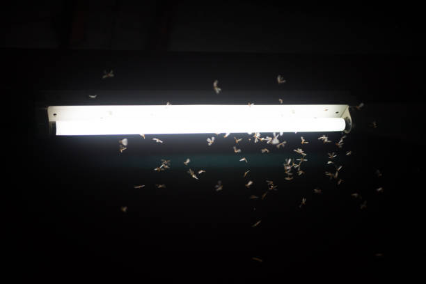 istock blur moth flying in the fire ,the neon light in night time, it's raining time. 1159389940