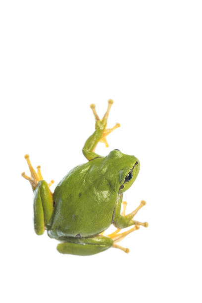 흰색 배경에 고립 된 유럽 나무 개구리 (hyla arborea) - animal frog tree frog rear end 뉴스 사진 이미지