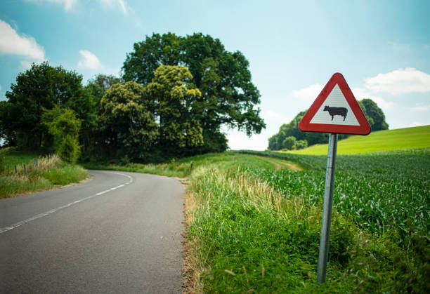 Road in the countryside with caution cow sign