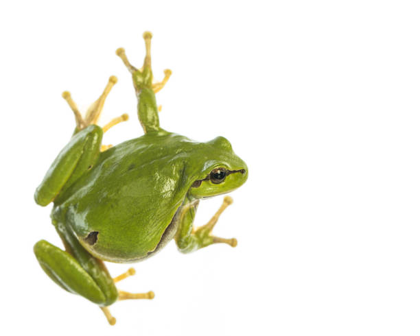 유��럽 나무 개구리 (hyla arborea) 흰색 배경에 고립, 오른쪽을 찾고 - toad green isolated white 뉴스 사진 이미지