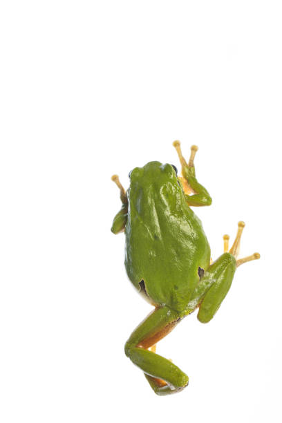 rana arbórea europea (hyla arborea) - escalada sobre el fondo wihte - animal frog tree frog rear end fotografías e imágenes de stock