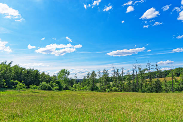 Beautiful meadow against blue sky in Luneburger Heath. Egestorf, Germany