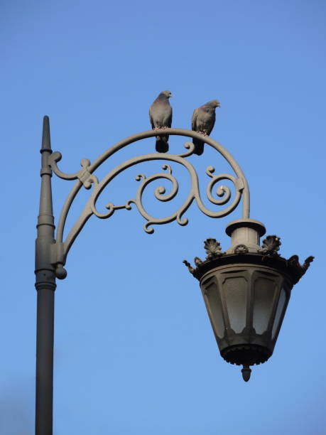 istock Two Birds standing on street Lamp post 1159391634