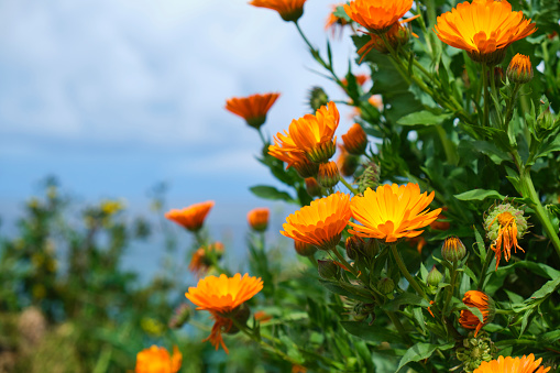wild orange flowers above Fistral Beach, Newquay, Cornwall on a sunny June day.