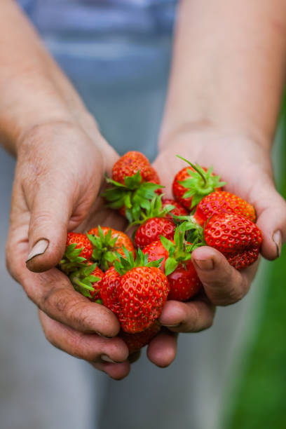 istock strawberries in farmer's palms 1159391734