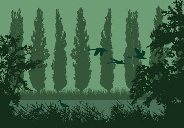 illustrations, cliparts, dessins animés et icônes de illustration réaliste de paysage avec des zones humides et des marais. roseaux et herbe verte avec des arbres, des peupliers et des oiseaux volants. cigognes et cygnes sous le ciel du matin - vecteur - heron blue heron bird swamp