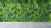 Green Leaves and Plants Wall Background on Gray Concrete Floor