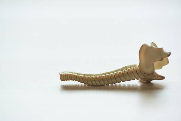 istock Close-up view of lumbar spine model 1159396009