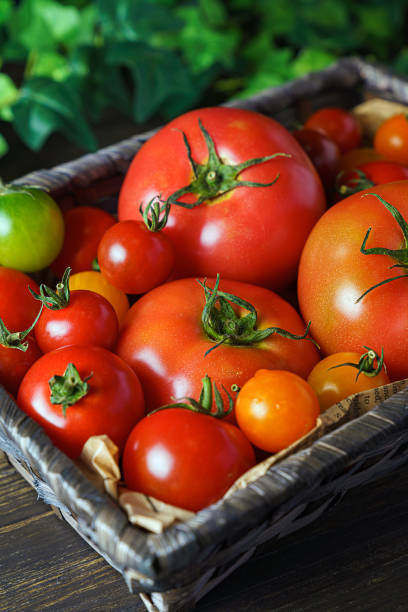 istock Fresh tomatoes isolated on wooden background. Harvesting tomatoes. 1159397080