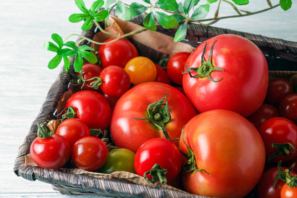 istock Fresh tomatoes isolated on wooden background. Harvesting tomatoes. 1159397141