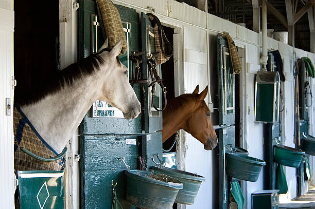 두 thoroughbreds 안정적인 - animal head horse stable barn 뉴스 사진 이미지