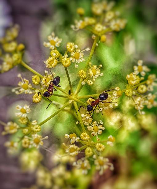istock Ants on parsley flowers.Macro. 1159398883