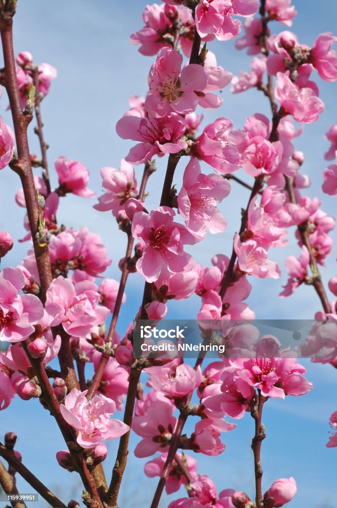 peach blossoms, Prunus persica Double pink peach blossoms,  Flower Stock Photo