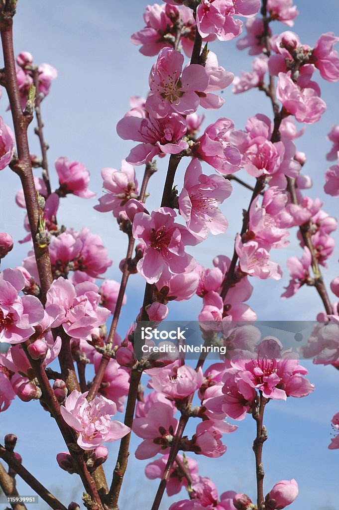 Brzoskwinia kwiatów z Prunus persica - Zbiór zdjęć royalty-free (Brzoskwinia - Drzewo owocowe)