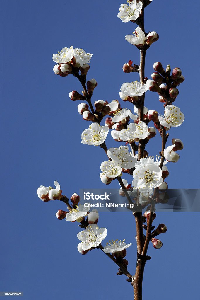 apricot blossoms, Prunus armeniaca White apricot blossoms,  Apricot Stock Photo