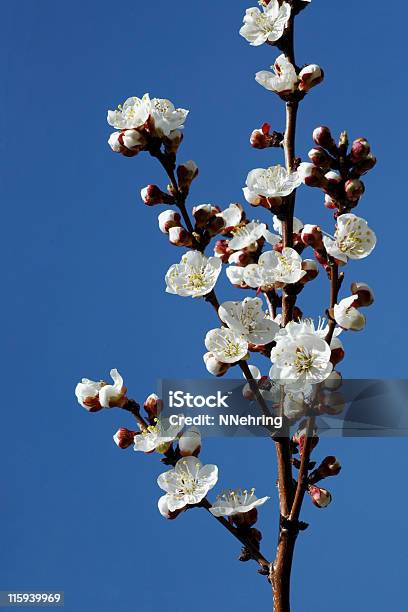 Абрикос Armeniaca Prunus Цветами — стоковые фотографии и другие картинки Абрикос - Абрикос, Без людей, Белый