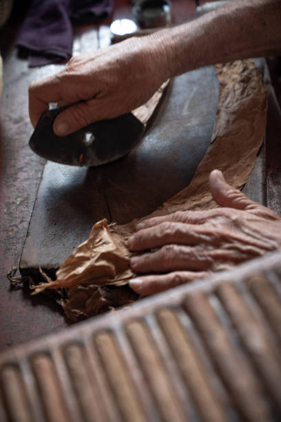 istock Cigar rolling or making by torcedor in cuba, Pinar del rio province 1159399774