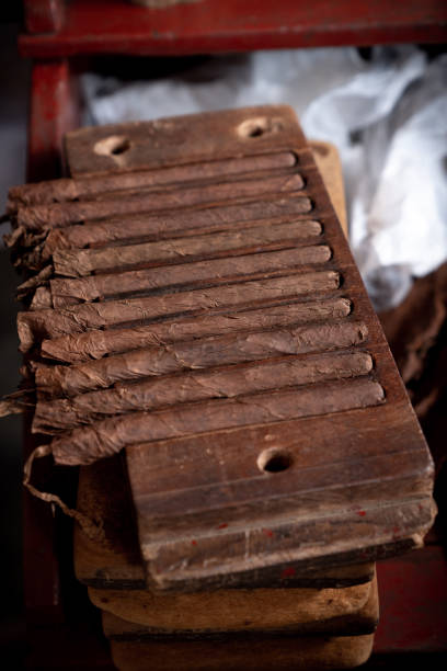istock Cigar rolling or making by torcedor in cuba, Pinar del rio province 1159399827