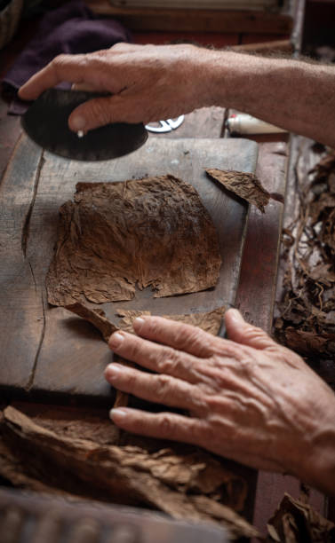 istock Cigar rolling or making by torcedor in cuba, Pinar del rio province 1159399875