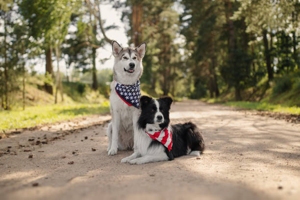 istock Two dogs celebrate Independence Day 1159401721