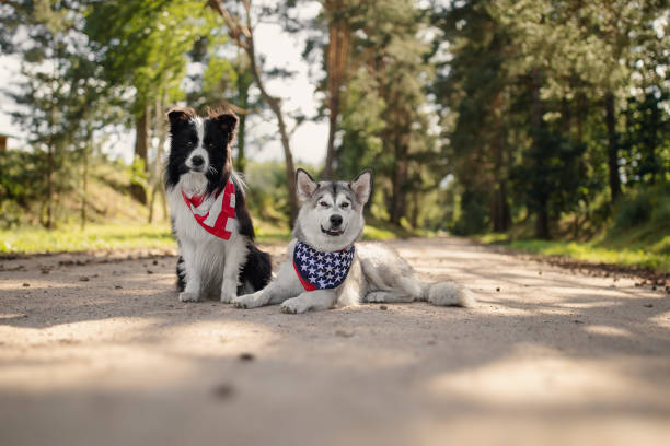 istock Two dogs celebrate Independence Day 1159401752