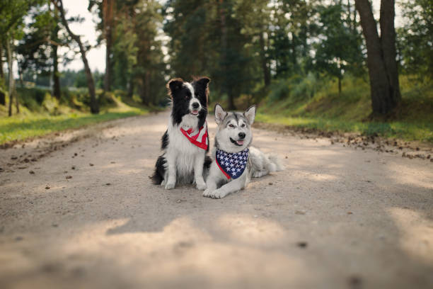 istock Two dogs celebrate Independence Day 1159401789