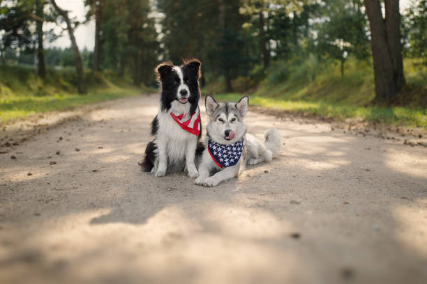 Two dogs celebrate Independence Day